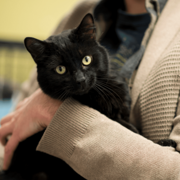 Commercial washer and dryer for pet grooming in detroit